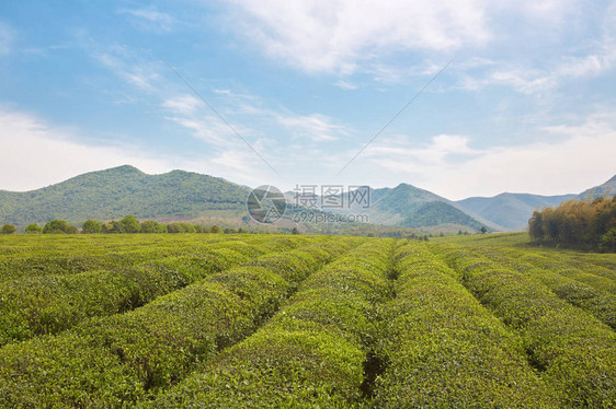 地方特色的茶园图片