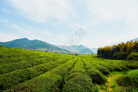 地方特色的茶园图片