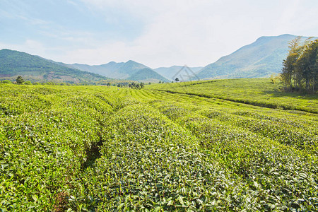 地方特色的茶园图片