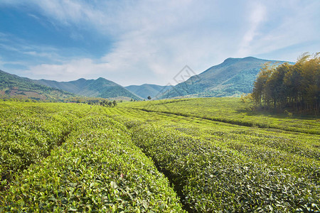 地方特色的茶园图片