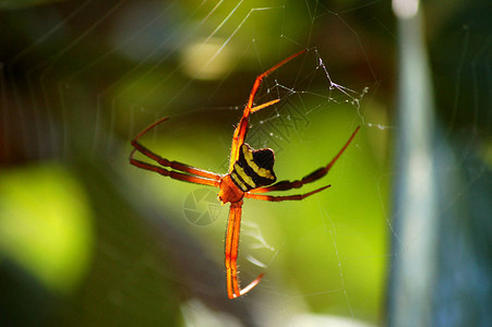 ArgiopeOrbWebWeaverSpider在马来西亚婆罗洲沙巴的京那巴鲁山脚下以十字形背景图片