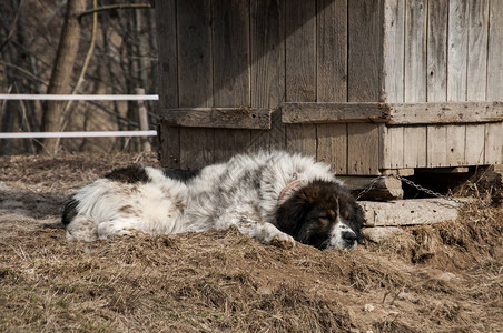 与铁链牧羊犬绑在木狗屋旁的乡村花园里休息图片