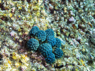 蓝色圆形珊瑚海底图片