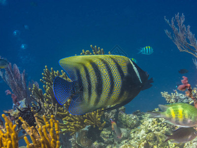 神仙鱼在蓝色大海的五颜六色的珊瑚图片