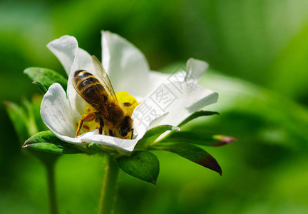 花儿上打蜜蜂图片