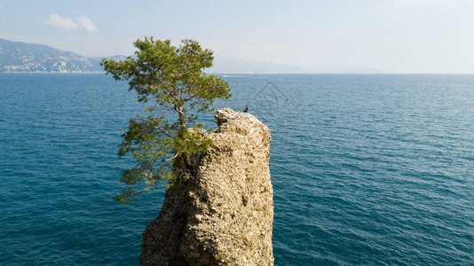 Cadrega岩石海洋松树空中观察SantaMargheritaLigure与意大利古里亚Paraggi波多菲图片