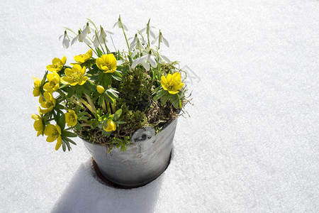 春天的初春冬天的雪花和下雪在锌锅里图片