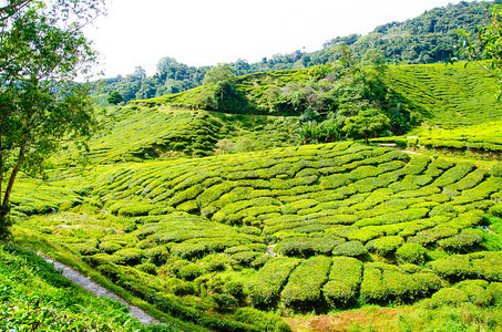 马来西亚卡梅伦高地的茶叶种植图片