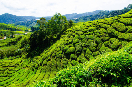 马来西亚卡梅伦高地的茶叶种植图片