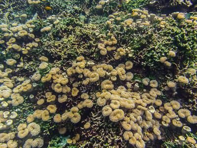 海底小珊瑚海底图片