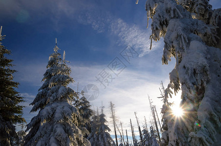 哈茨山雪云杉间景观图片