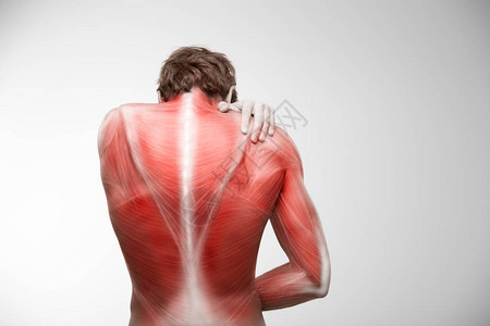 背部肌肉插图疼痛图片