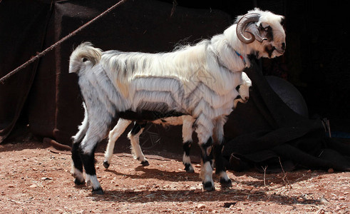 在农场剃毛的大山羊图片