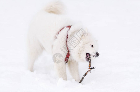 白色萨摩耶犬冬天在白雪覆盖的地面上繁殖图片