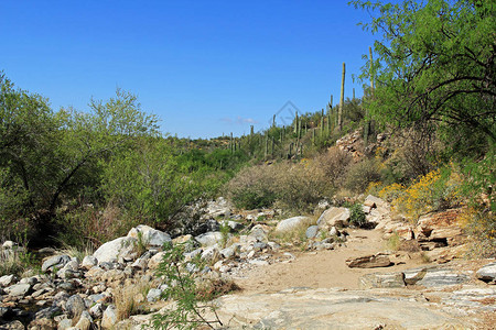 沿亚利桑那州Tucson的SantaCatalina山边索诺兰沙漠SabinoCanyon娱乐区公园的BearCanyon图片