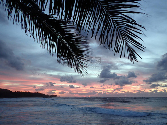 美丽的日落在海洋上海浪从树上移到奥图片