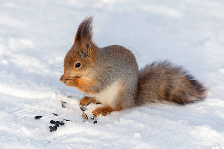 雪地上的松鼠吃葵花籽图片