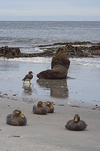 大型雄南方海狮Otariaflavescens在福克兰群岛海狮岛海岸的海浪中休息福克兰蒸鸭群Tachyeresbrachypte背景图片