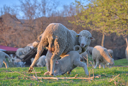新生小羊羔在春天吃春食在夕阳的图片