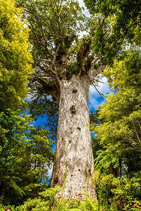 新西兰北岛的Kauri图片