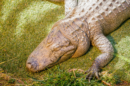 危险鳄鱼躺在动物园的绿草上图片