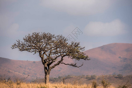 背景山的非洲灌木树图片