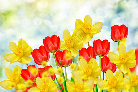 明亮而多彩的春花图片