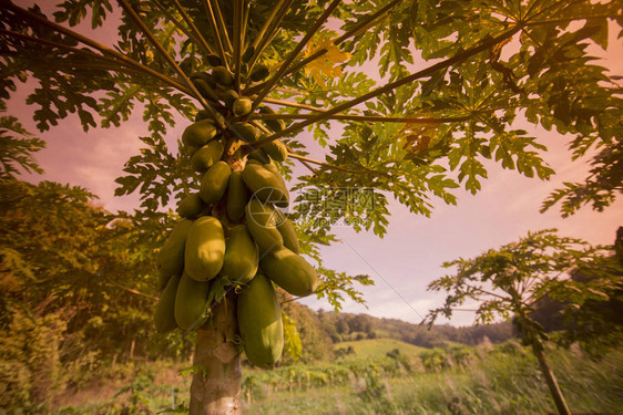 泰国北部清莱市附近木瓜种图片