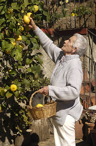 从柠檬树上摘柠檬的老妇人图片