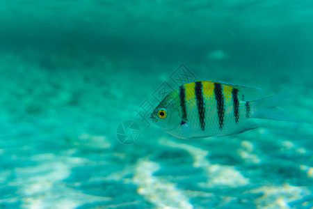 珊瑚海域主要鱼类中士Abudefdufsax图片