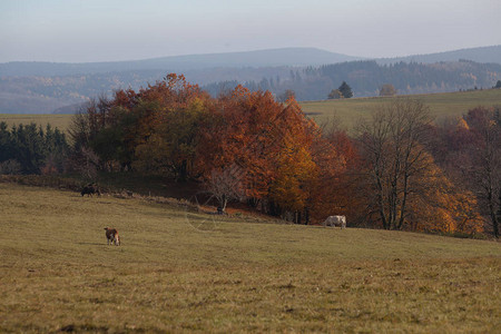 德国山脉和森林的秋天在德国一些普通山脉的徒步旅行中图片