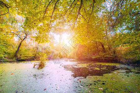 美丽的秋天沼泽景色在金光下洗澡图片