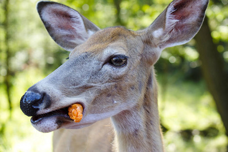 一只雌鹿正在吃我们给她的胡萝卜图片