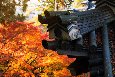 在日本京都对抗秋天红叶颜色的Eikan图片