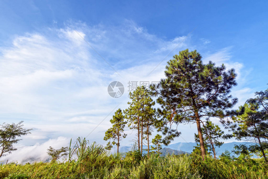 泰国清莱府富志发森林公园的卡西亚松或属kesiya绿树和蓝天背景中的雾图片