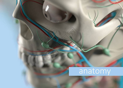 解剖人体模型极端特写选择焦点人体解剖学身体头部脸颊和下巴图片