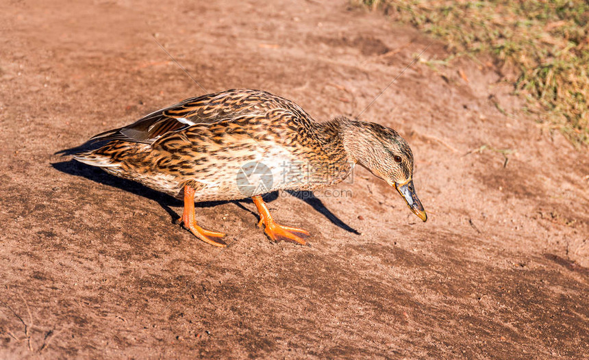 野生动物中的鸭子公园里美丽的鸭子在阳光下张图片