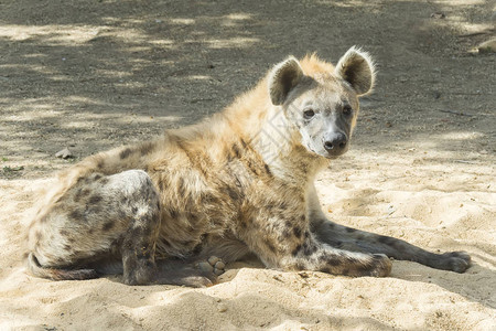 一个有斑点的hyaena图片