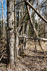春天森林地上干枯的树枝纹理背景图片