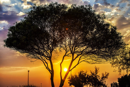 树和日落风景照片图片