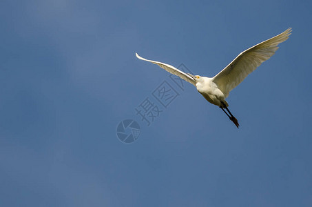 白鹭在蓝天飞翔图片