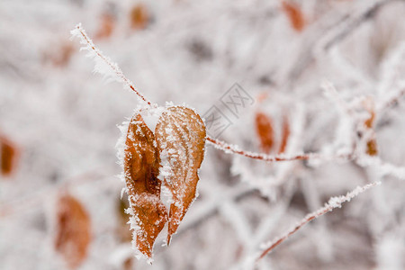 正版立即下载照片  |冬叶覆盖着雪和霜特写正版免费