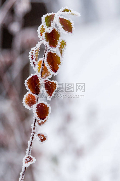 冬叶覆盖着雪和霜特写图片