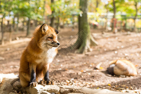 森林里的红可爱狐狸图片