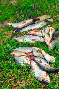 捕获的鱼栖息在草地上常见的鼻鲷和鲫鱼丰富的鱼获图片