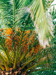 黑山的枣椰树棕榈树上的果实高清图片