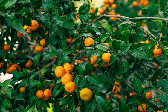 树上的橘子成熟的橘子黑山柑桔树橘园树上结了很多果图片