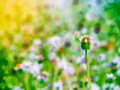 秋草花开遍野图片