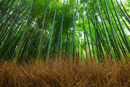 日本京都亚林山的竹林自然图片