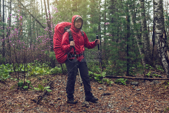 徒步旅行者旅游在雨天带着红色背包在雾中前往绿色山林在大自然的野外旅行图片